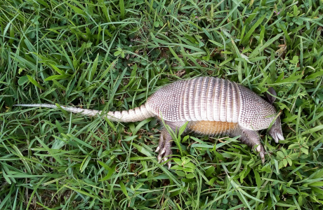 [A dead armadillo lies in the tall grass. This image contains the complete body including the tail which is as long as the body. The feet appear to have sharp white claws on them.]